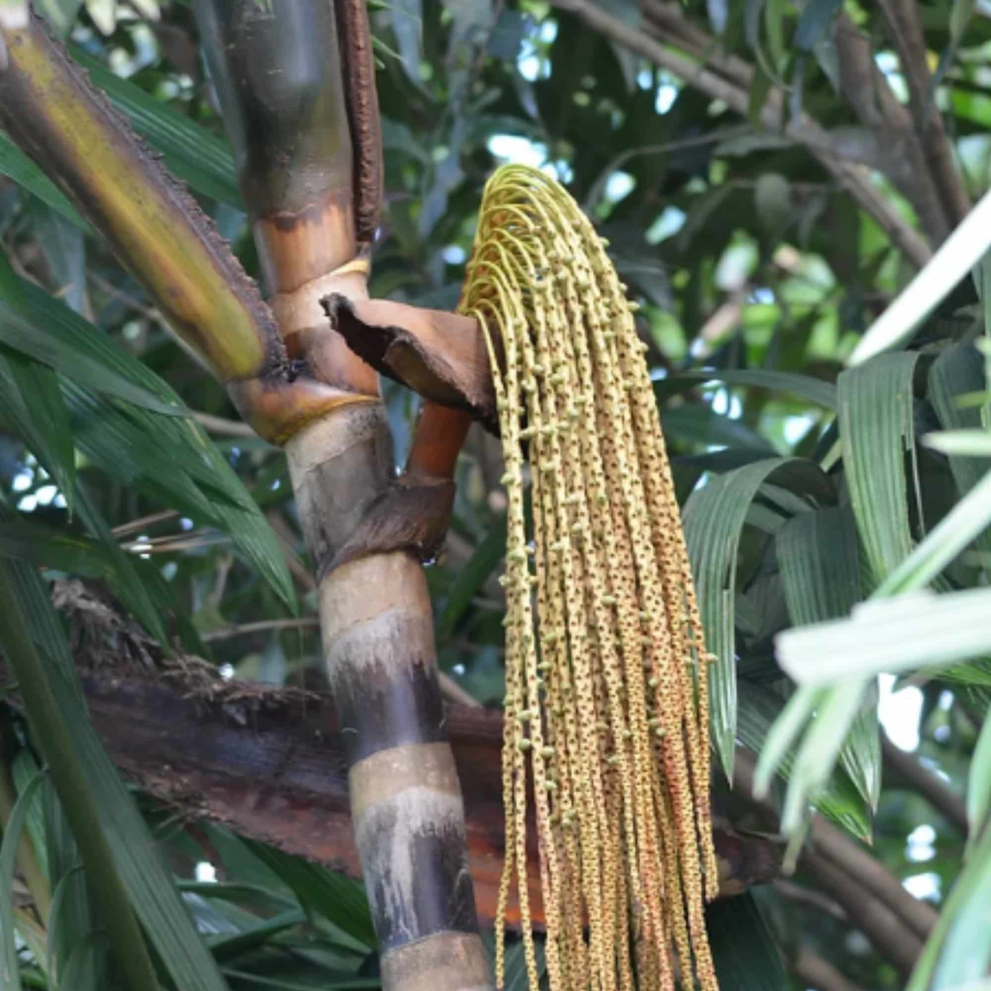 This is our Seje Palm