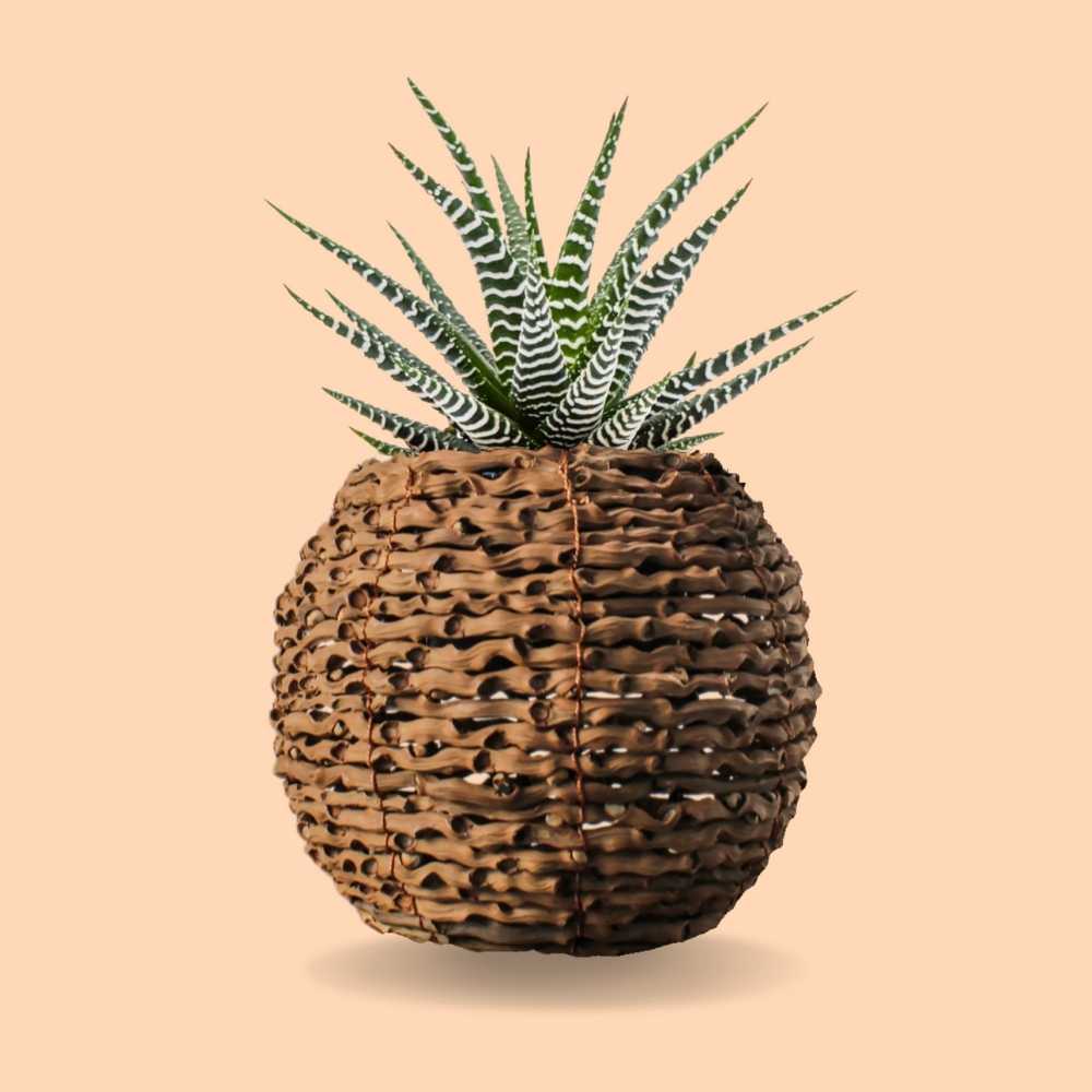 unique succulent